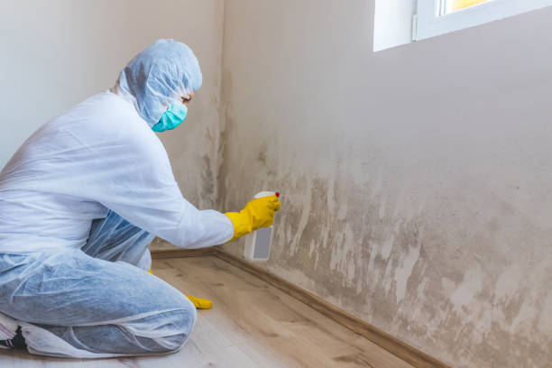 Licensed Mold Inspection service in Atlanta, TX - WQB Mold Removal